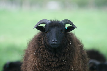 Fototapeta premium hebridean sheep
