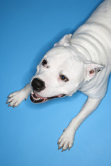 Obraz premium White dog on blue background.