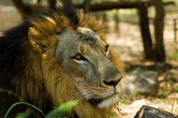 male lion's head