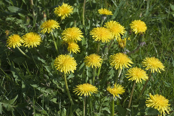 group of blooming dandelions