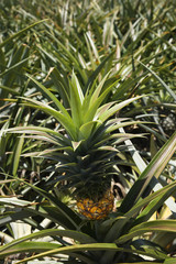 Obraz premium Pineapple sprouting from plant in Maui, Hawaii.