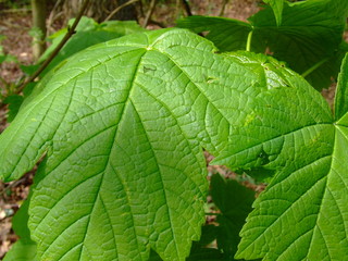 big green leaf