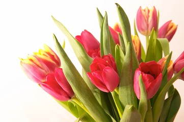 tulips