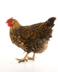 Golden Laced Wyandotte chicken.