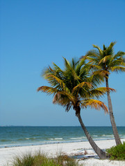 palms swaying on the beach