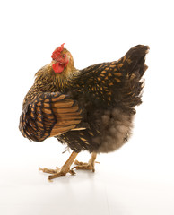 Golden Laced Wyandotte chicken.