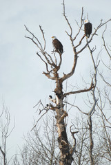 two eagles