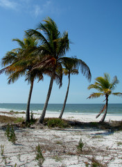 Fototapeta na wymiar palms on the beach
