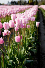 pink tulips