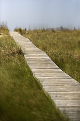 Obraz premium Path to beach on Bald Head Island, North Carolina.