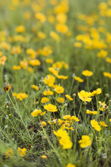 Yellow flowers growing wild.