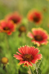 Red and yellow flowers growing wild.