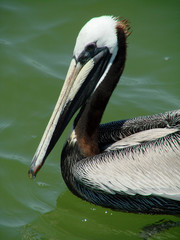 swimming pelican