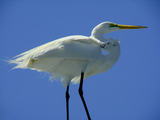 egret on a rooftop