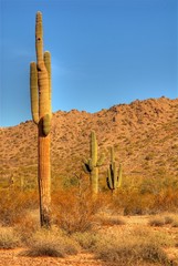 desert saguaros