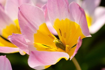 Obraz na płótnie Canvas violet tulip