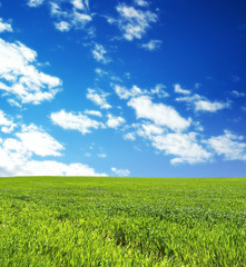 wheat field over beautiful blue sky 3