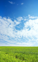 Obraz premium wheat field over beautiful blue sky 4
