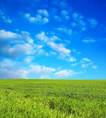 wheat field over beautiful blue sky 5