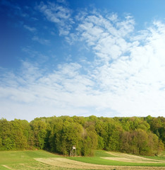 spring forest over blue sky 5
