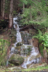  forest waterfall