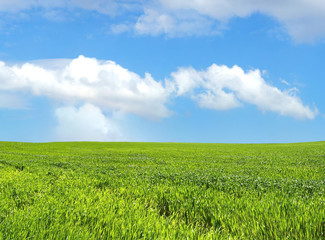 Fototapeta premium wheat field over beautiful blue sky 5