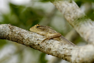 brown color lizard