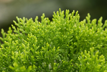 green leaf