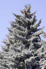 the "blue fir" tree