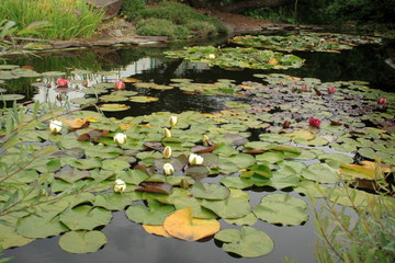  water-lily