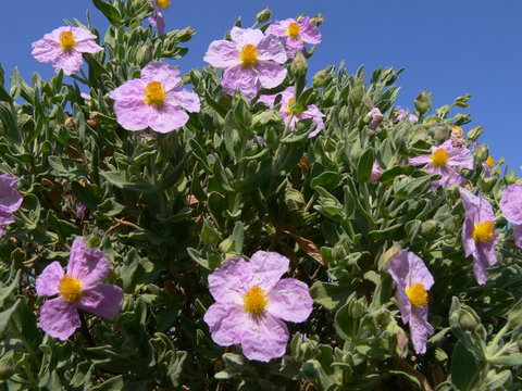 cistre cotonneux