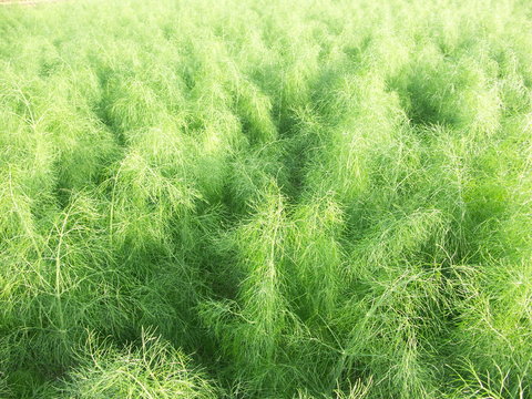 fenchel