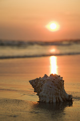 Seashell on beach.