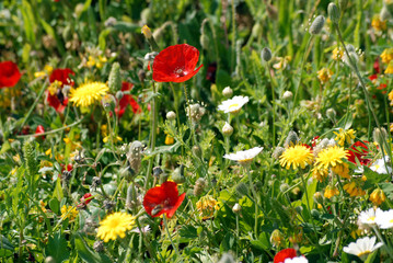 coquelicots et marguerites