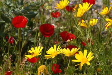 marguerites jaunes et coquelicots