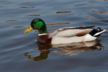 Obraz premium wild duck