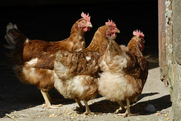 trois poules