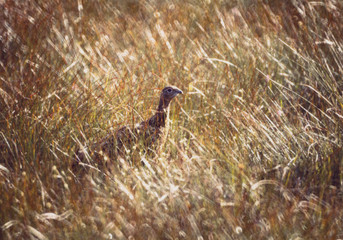 0896 - grouse (poule sauvage) en ecosse