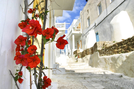 Fototapeta flowers on a mukonos street