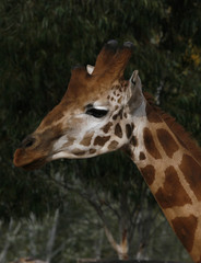 giraffe