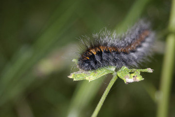 black-orange caterpillar