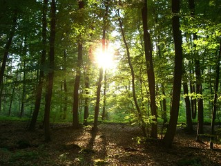 grünes schimmern