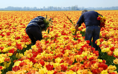 men checking tulips in a tulip field © robepco