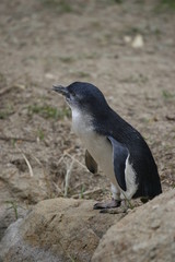 Naklejka premium penguin