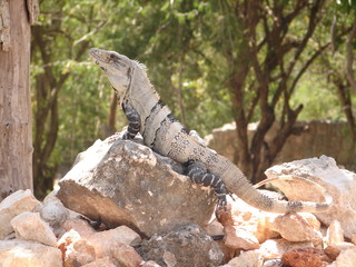 iguane