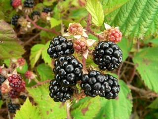 blackberry