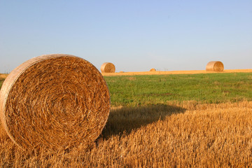 hay bale in the round