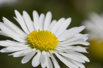 Fototapeta premium daisy