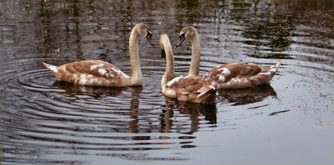 three young swans