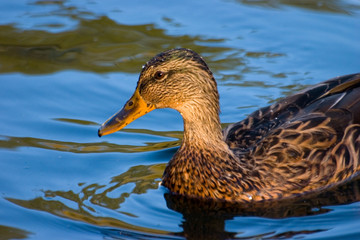 duck in blue water